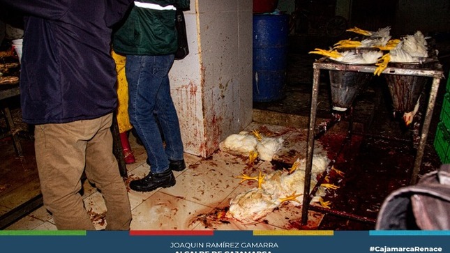 📌En un esfuerzo continuo por salvaguardar la salud de los cajamarquinos, la Municipalidad Provincial de Cajamarca, en colaboración con la Fiscalía de Prevención del Delito y SENASA, realizó un operativo inopinado que resultó en la clausura de un camal clandestino de aves menores.
🚨El establecimiento clandestino, ubicado en la cuadra 19 del Jr. Mariscal Cáceres, fue intervenido debido a su incumplimiento flagrante de las normativas de salubridad e higiene. Este camal abastecía una cantidad considerable de pollos a diversos proveedores en la ciudad, a pesar de operar en condiciones totalmente inaceptables. Además, el establecimiento carecía de licencia de funcionamiento. 
✅Seguiremos interviniendo diferentes establecimientos con el objetivo de proteger y salvaguardar la salud de todos los cajamarquinos.