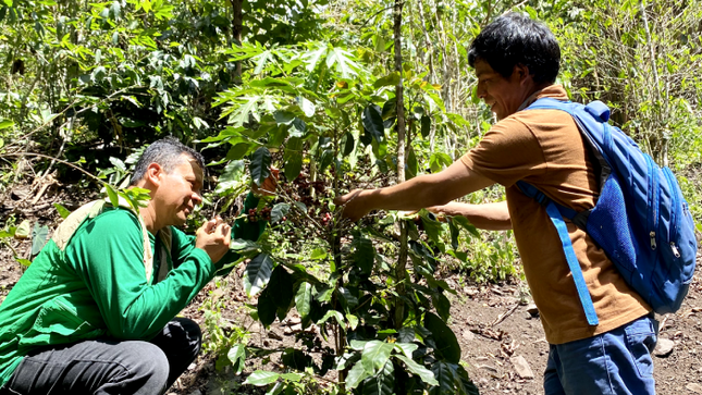 Cusco: Devida beneficiará a 1000 familias caficultoras