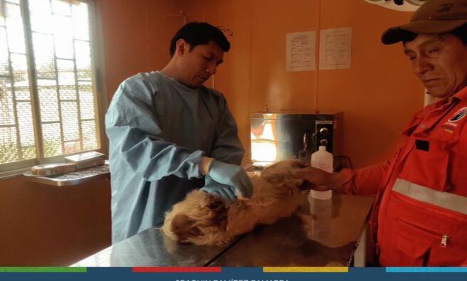 📌La Municipalidad Provincial de Cajamarca y Asociaciones de animalistas realizarán campañas para esterilizar a aproximadamente 500 canes en el 2024.
🤝La subgerencia de Gestión Ambiental viene optando estas medidas que se enmarcan en el objetivo de proteger y evitar la proliferación de estos animales, cuya gran mayoría se han convertido en perros en estado de abandono, lo que significa un riesgo para su integridad y la de los cajamarquinos.
✅Luego de todas estas intervenciones, nuestros amigos de cuatro patas podrán tener su recuperación óptima en las instalaciones del canil municipal.
🐕 ¡NO COMPRES, ADOPTA! ❤️