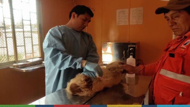 📌La Municipalidad Provincial de Cajamarca y Asociaciones de animalistas realizarán campañas para esterilizar a aproximadamente 500 canes en el 2024.
🤝La subgerencia de Gestión Ambiental viene optando estas medidas que se enmarcan en el objetivo de proteger y evitar la proliferación de estos animales, cuya gran mayoría se han convertido en perros en estado de abandono, lo que significa un riesgo para su integridad y la de los cajamarquinos.
✅Luego de todas estas intervenciones, nuestros amigos de cuatro patas podrán tener su recuperación óptima en las instalaciones del canil municipal. 
🐕 ¡NO COMPRES, ADOPTA! ❤️