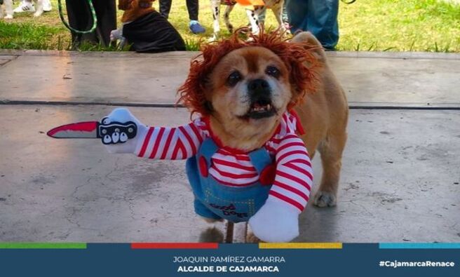 📌Asumiendo su rol de protección de los animales, la Municipalidad Provincial de Cajamarca, a través de la subgerencia de Gestión Ambiental y la Asociaciones de Animalistas de esta ciudad, están organizando el concurso de disfraces de canes, con el objetivo de promover su adopción de estos animales que se encuentran en nuesto canil municipal.
✅El concurso de disfraces de realizará en la explanada del complejo Qhapaq Ñan el próximo sábado 01 de junio, invitando a quienes tienen bajo su cuidado a canes, realizar su inscripción en las oficinas de la subgerencia de Gestión Ambiental, teniendo un límite de 40 participantes.
🤝También se dio a conocer que en el canil municipal existen a la fecha 14 canes, haciendo un llamado a quienes tengan la buena voluntad de asumir su adopción de estos animales, hacerlo a través de la subgerencia de Gestión Ambiental, de tal manera que estos animales tengan el cuidado y la protección necesaria y no se conviertan en un peligro para la sociedad.