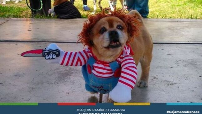 📌Asumiendo su rol de protección de los animales, la Municipalidad Provincial de Cajamarca, a través de la subgerencia de Gestión Ambiental y la Asociaciones de Animalistas de esta ciudad, están organizando el concurso de disfraces de canes, con el objetivo de promover su adopción de estos animales que se encuentran en nuesto canil municipal. 
✅El concurso de disfraces de realizará en la explanada del complejo Qhapaq Ñan el próximo sábado 01 de junio, invitando a quienes tienen bajo su cuidado a canes, realizar su inscripción en las oficinas de la subgerencia de Gestión Ambiental, teniendo un límite de 40 participantes. 
🤝También se dio a conocer que en el canil municipal existen a la fecha 14 canes, haciendo un llamado a quienes tengan la buena voluntad de asumir su adopción de estos animales, hacerlo a través de la subgerencia de Gestión Ambiental, de tal manera que estos animales tengan el cuidado y la protección necesaria y no se conviertan en un peligro para la sociedad.