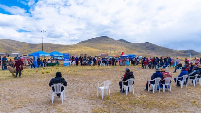 Municipalidad de Puno impulsa el sector ganadero con gran remate en Collacachi