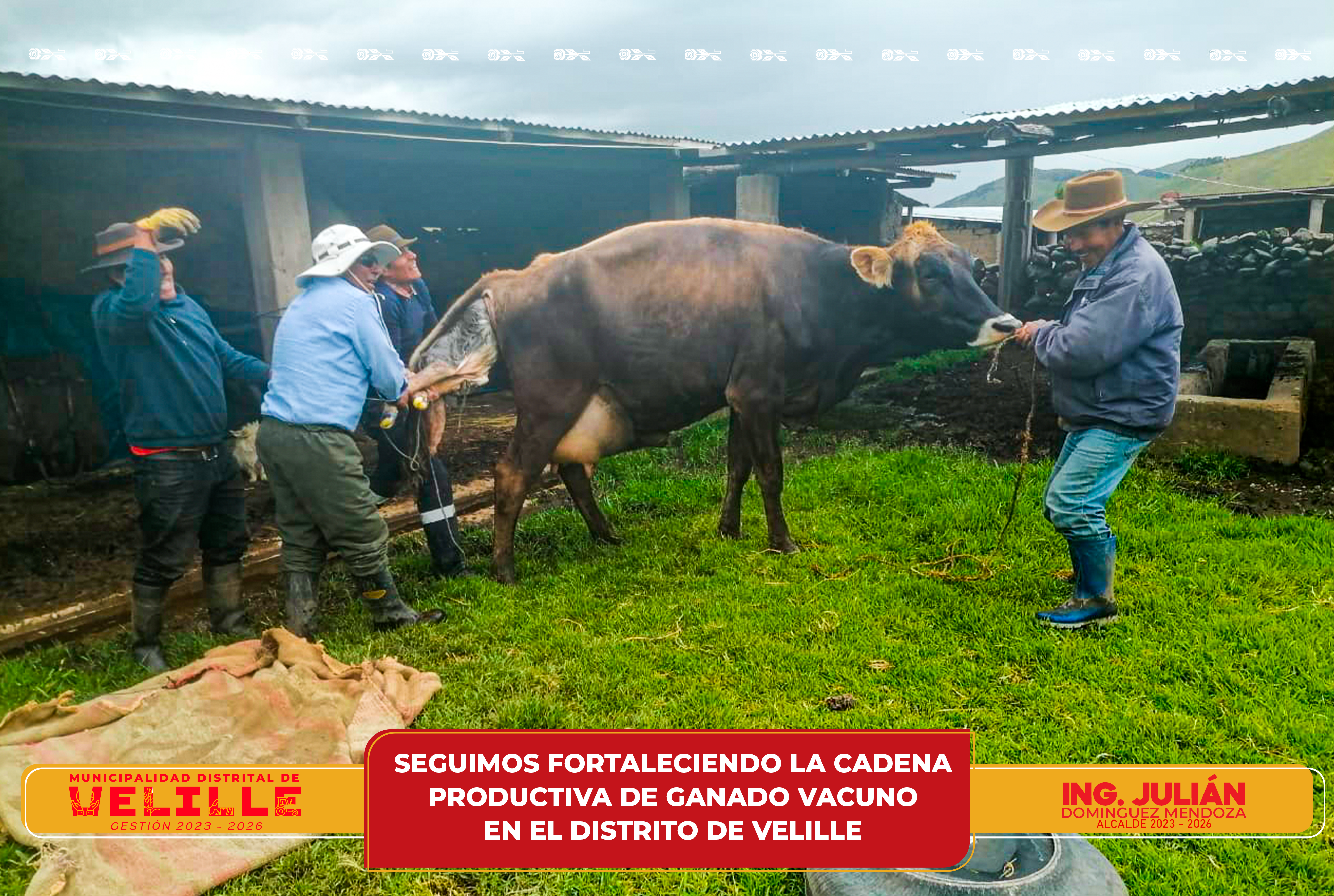 Municipalidad de Velille sigue fortaleciendo la cadena productiva de ganado vacuno en el distrito