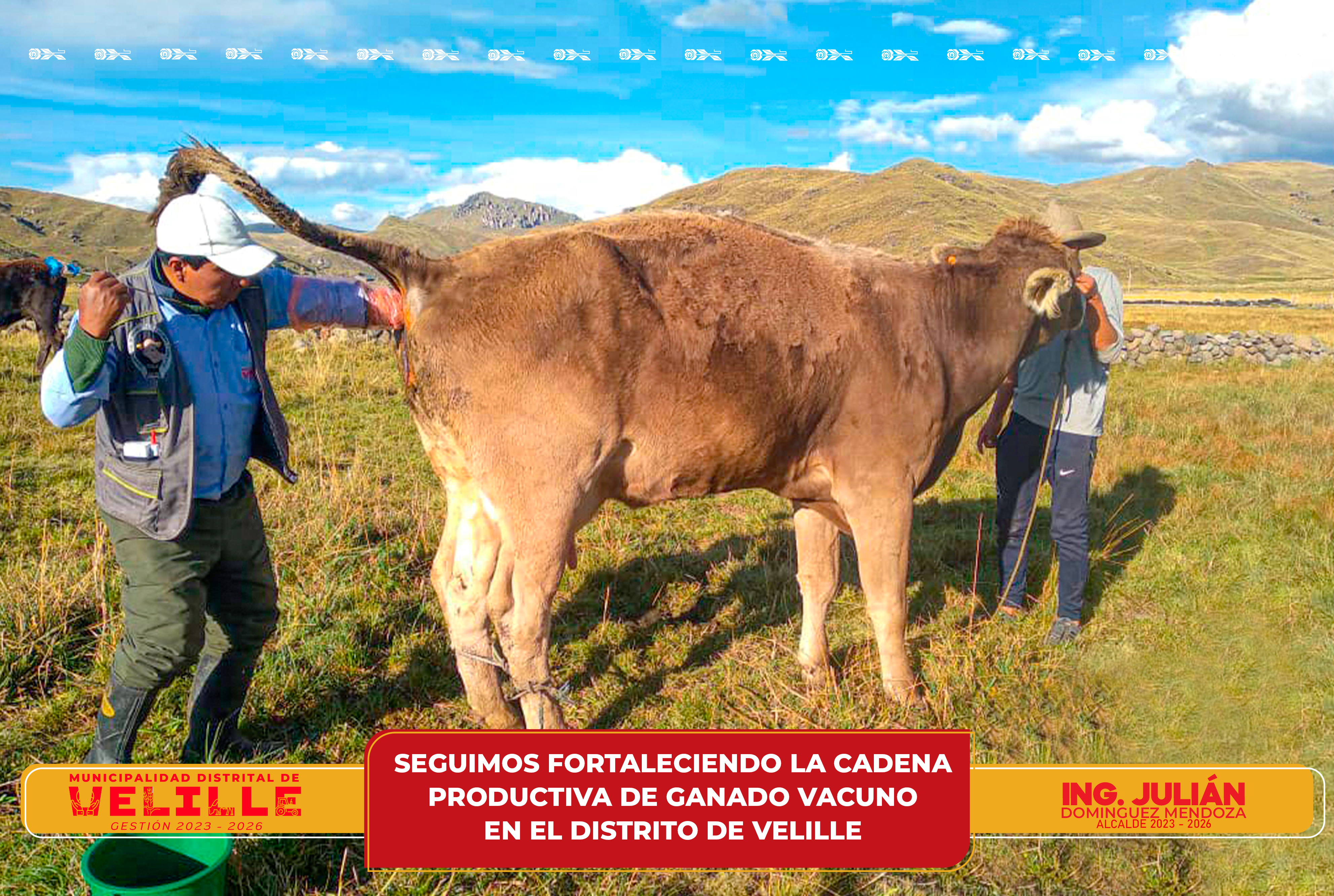 Municipalidad de Velille sigue fortaleciendo la cadena productiva de ganado vacuno en el distrito