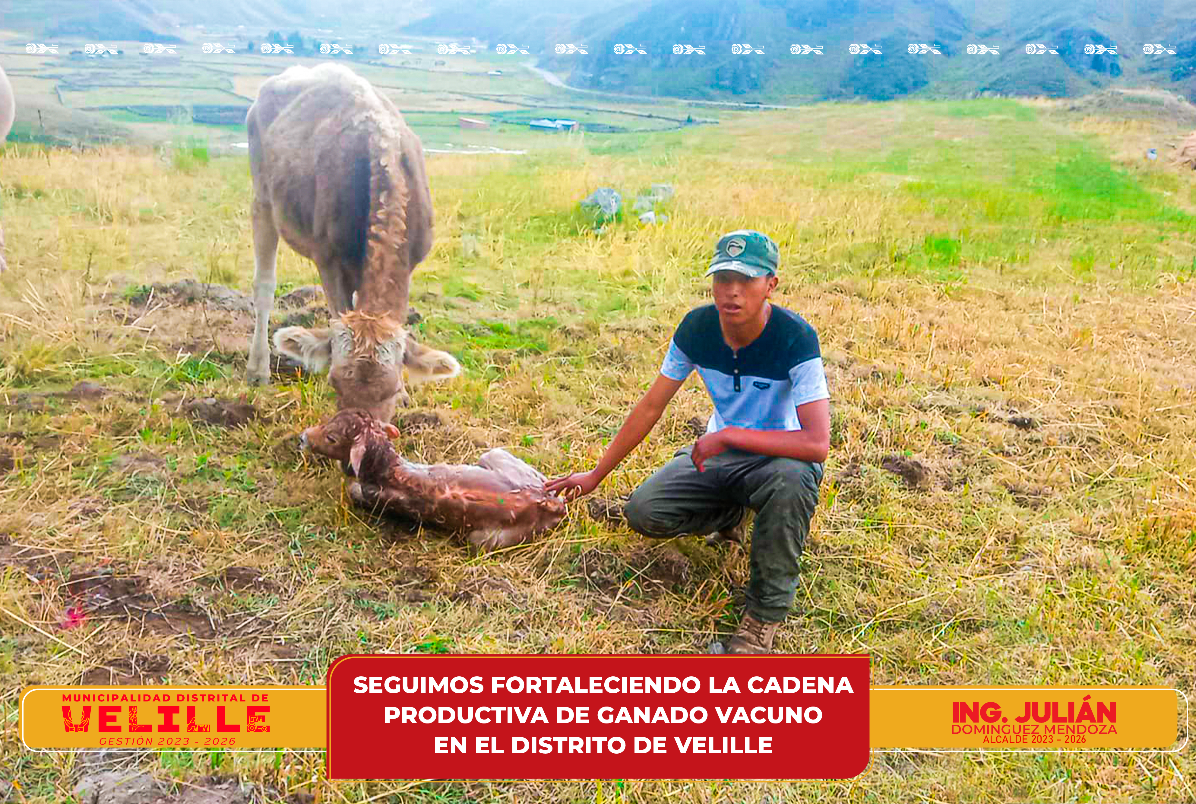 Municipalidad de Velille sigue fortaleciendo la cadena productiva de ganado vacuno en el distrito