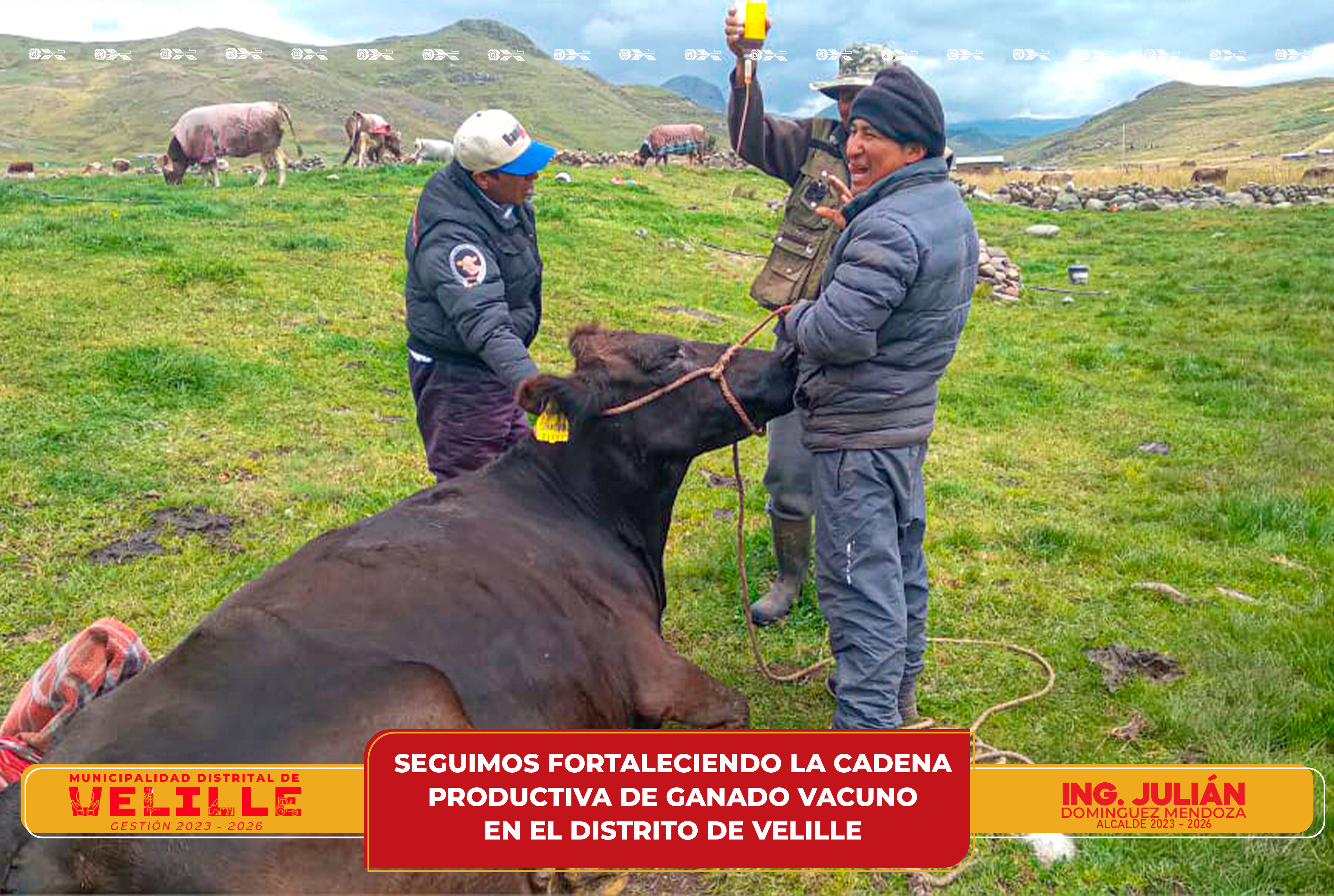 Municipalidad de Velille sigue fortaleciendo la cadena productiva de ganado vacuno en el distrito
