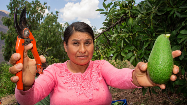 Huancavelica: Se inician proyecto producción de palta en más de 500 hectáreas en Andaymarca