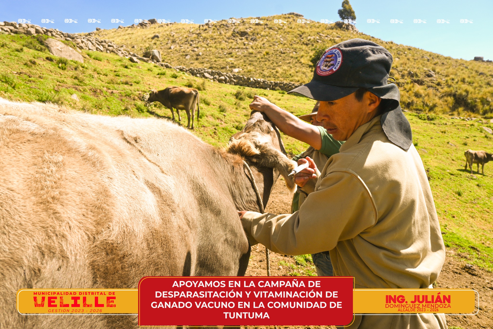 Municipalidad de Velille apoya en campaña de desparasitación y vitaminación de ganado vacuno en la comunidad de Tuntuma