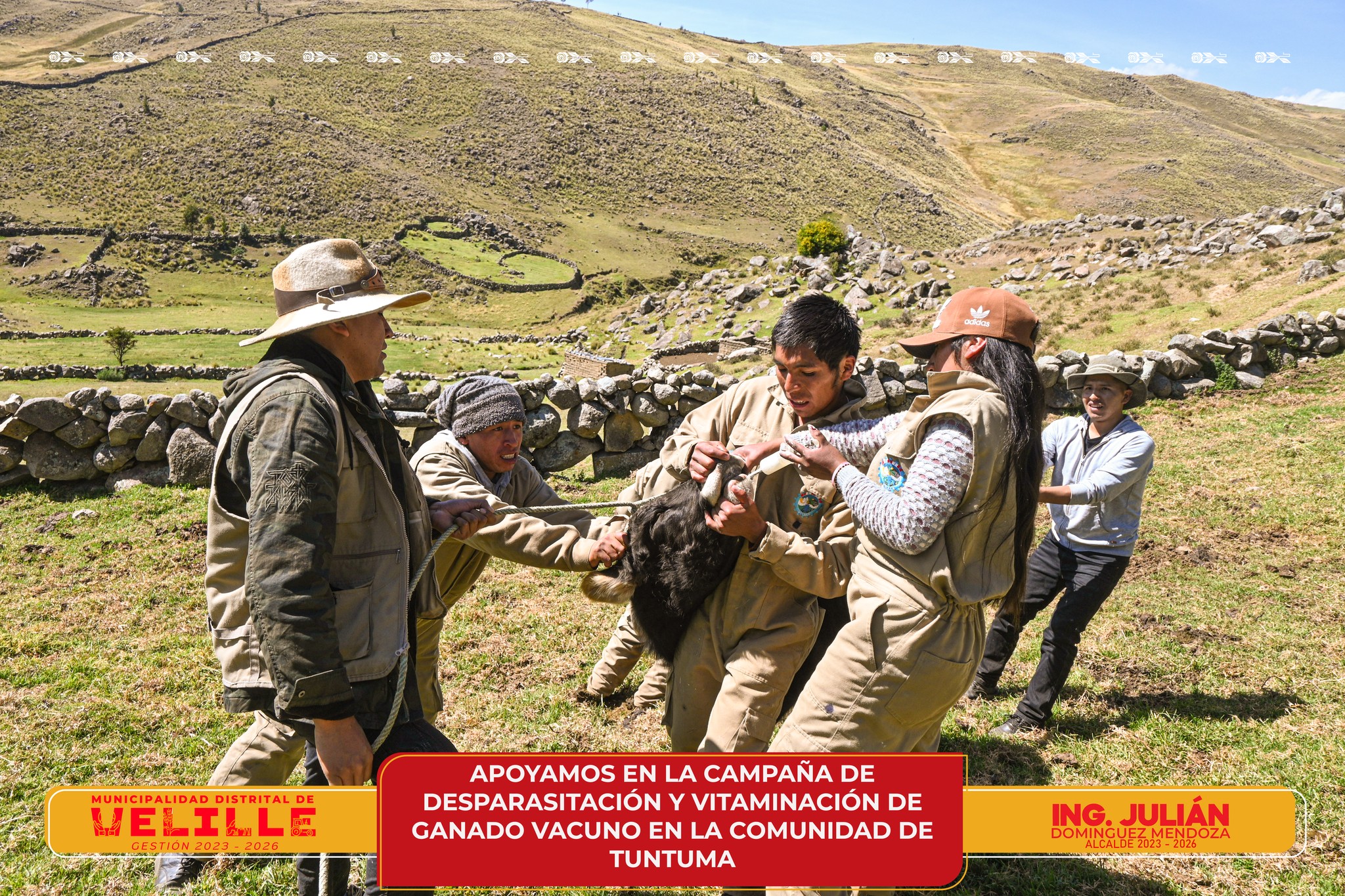 Municipalidad de Velille apoya en campaña de desparasitación y vitaminación de ganado vacuno en la comunidad de Tuntuma