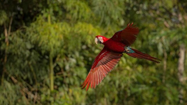 Día de la Diversidad Biológica: Conoce a tres investigadoras peruanas guardianas de la flora y fauna del Perú