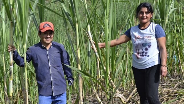 La tradición del aguardiente: familia lambayecana  del programa Juntos emprende exitoso negocio