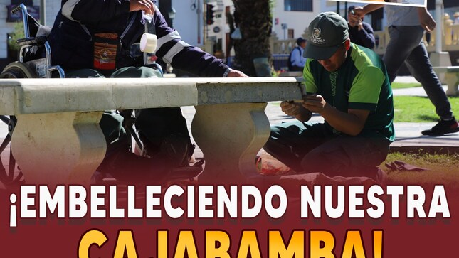 Renovación de plantaciones de tujhas