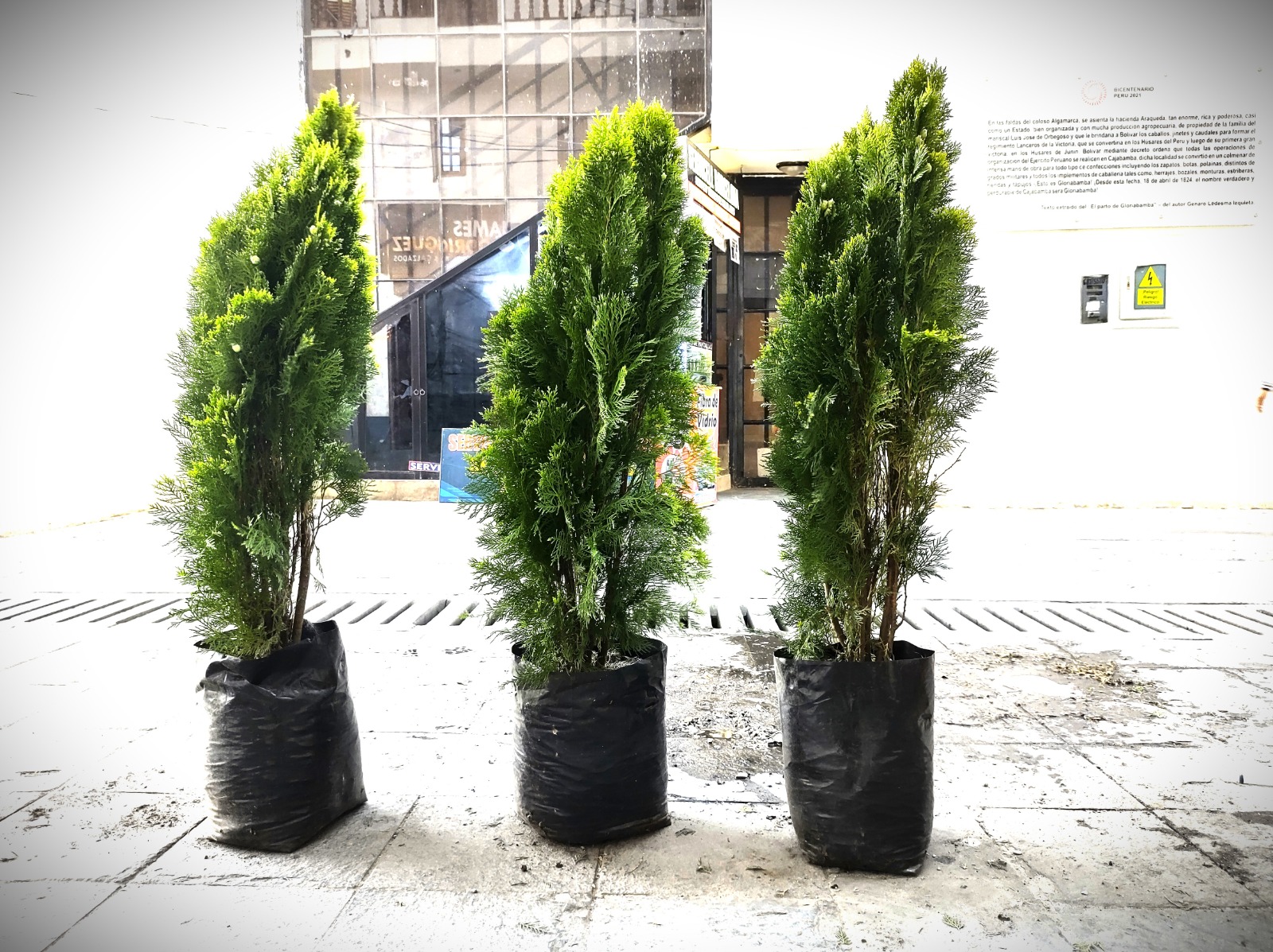 Renovación de plantaciones de tujhas