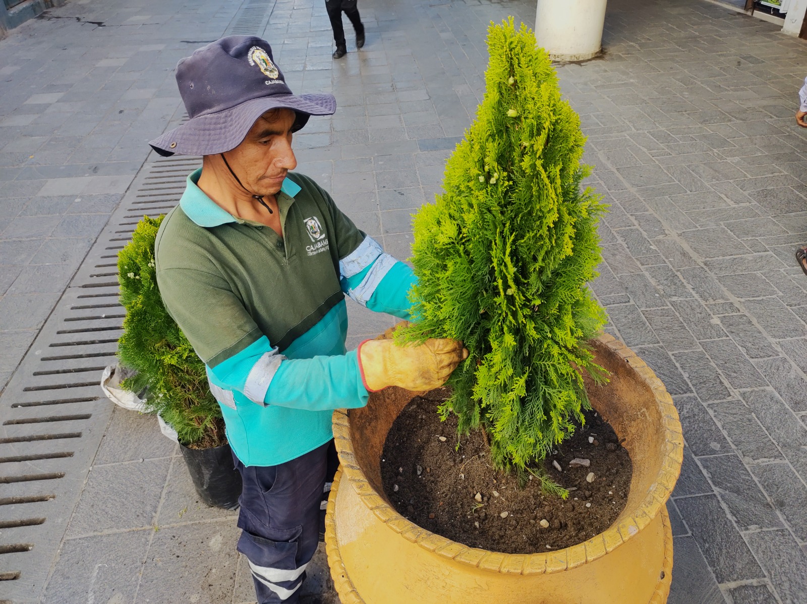 Renovación de plantaciones de tujhas