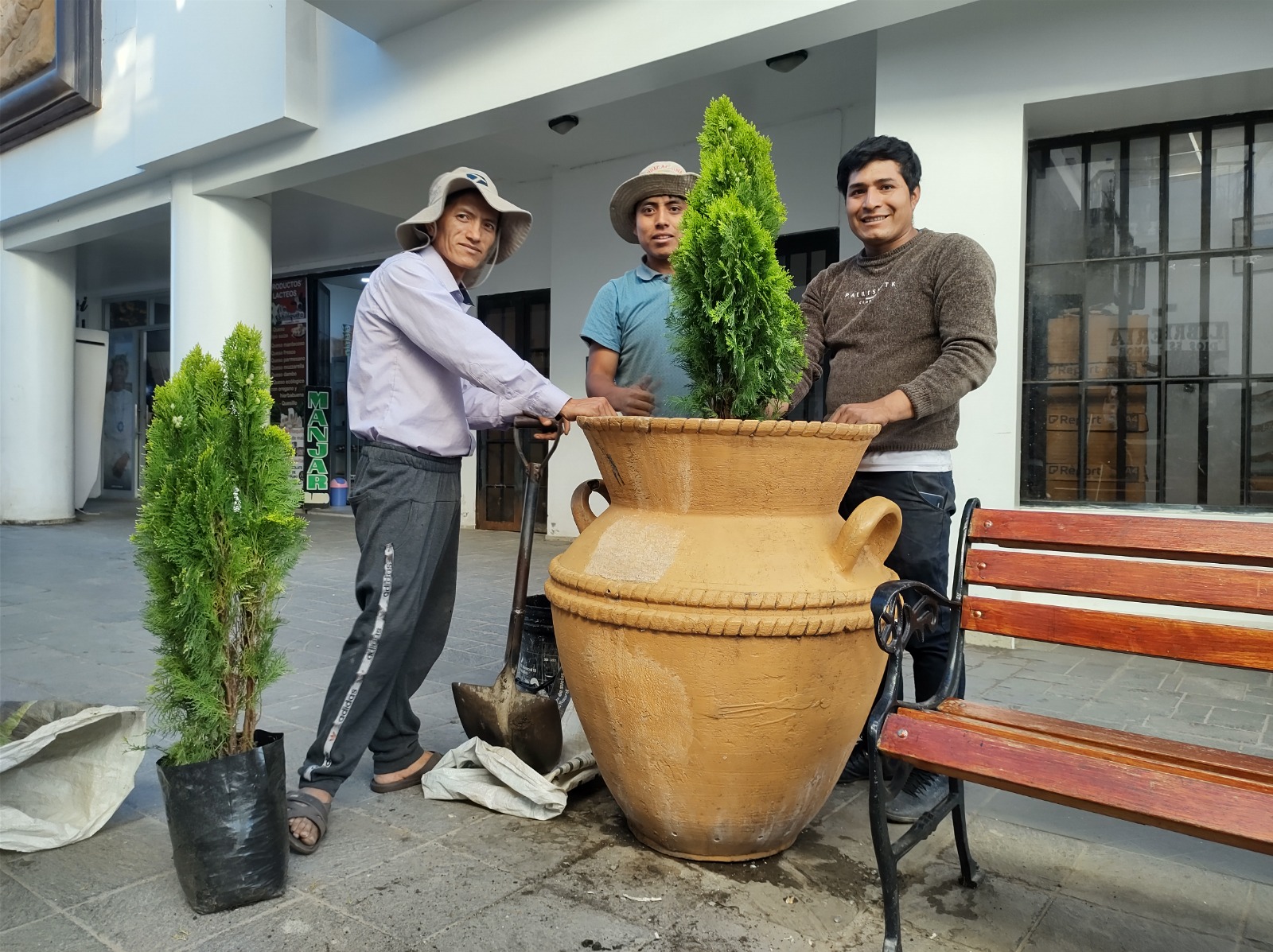 Renovación de plantaciones de tujhas