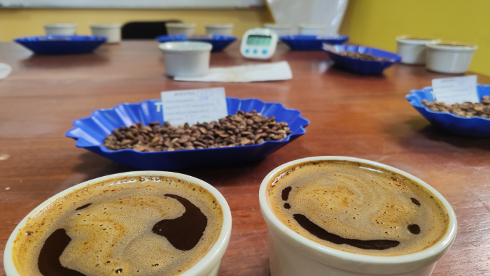 Vraem: Analizan calidad del café producido con asistencia de Devida