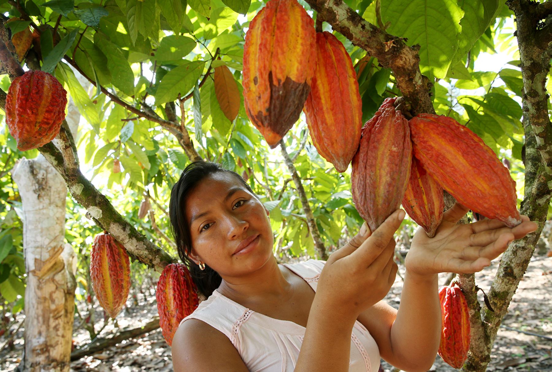 Familias cacaoteras fortalecen sus capacidades a través de ECAS