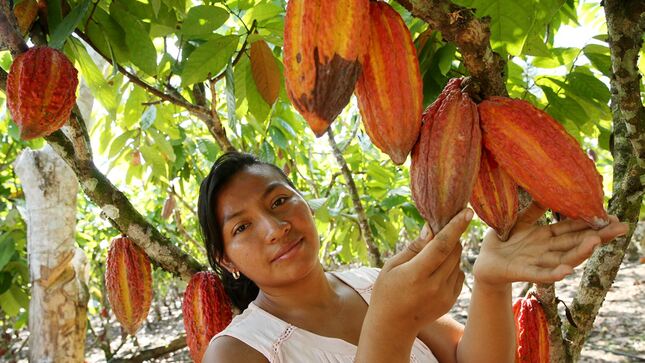 Familias cacaoteras fortalecen sus capacidades a través de ECAS