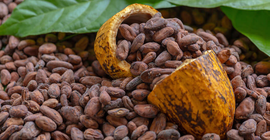 Familias cacaoteras fortalecen sus capacidades a través de ECAS