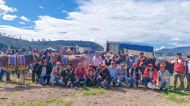 DRA Ayacucho promueve mejoramiento genético en ferias agropecuarias de lucanas