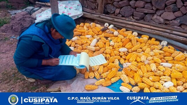 Los profesionales y técnicos del proyecto "Cultivos Andinos" de la Sub Gerencia de Desarrollo Económico están proporcionando asistencia técnica constante en las comunidades del distrito de Cusipata.