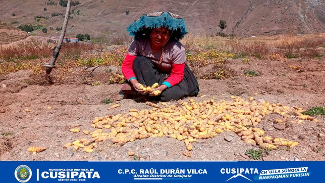 Los profesionales y tΓ©cnicos del proyecto "Cultivos Andinos" de la Sub Gerencia de Desarrollo EconΓ³mico estΓ‘n proporcionando asistencia tΓ©cnica constante en las comunidades del distrito de Cusipata.