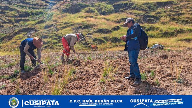 Los profesionales y tΓ©cnicos del proyecto "Cultivos Andinos" de la Sub Gerencia de Desarrollo EconΓ³mico estΓ‘n proporcionando asistencia tΓ©cnica constante en las comunidades del distrito de Cusipata.