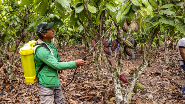 San Martín: Devida impulsa control de plagas en más de 3500 familias cacaoteras