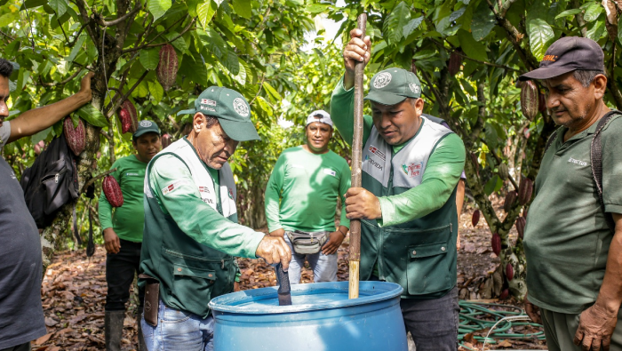 San Martín: Devida impulsa control de plagas en más de 3500 familias cacaoteras