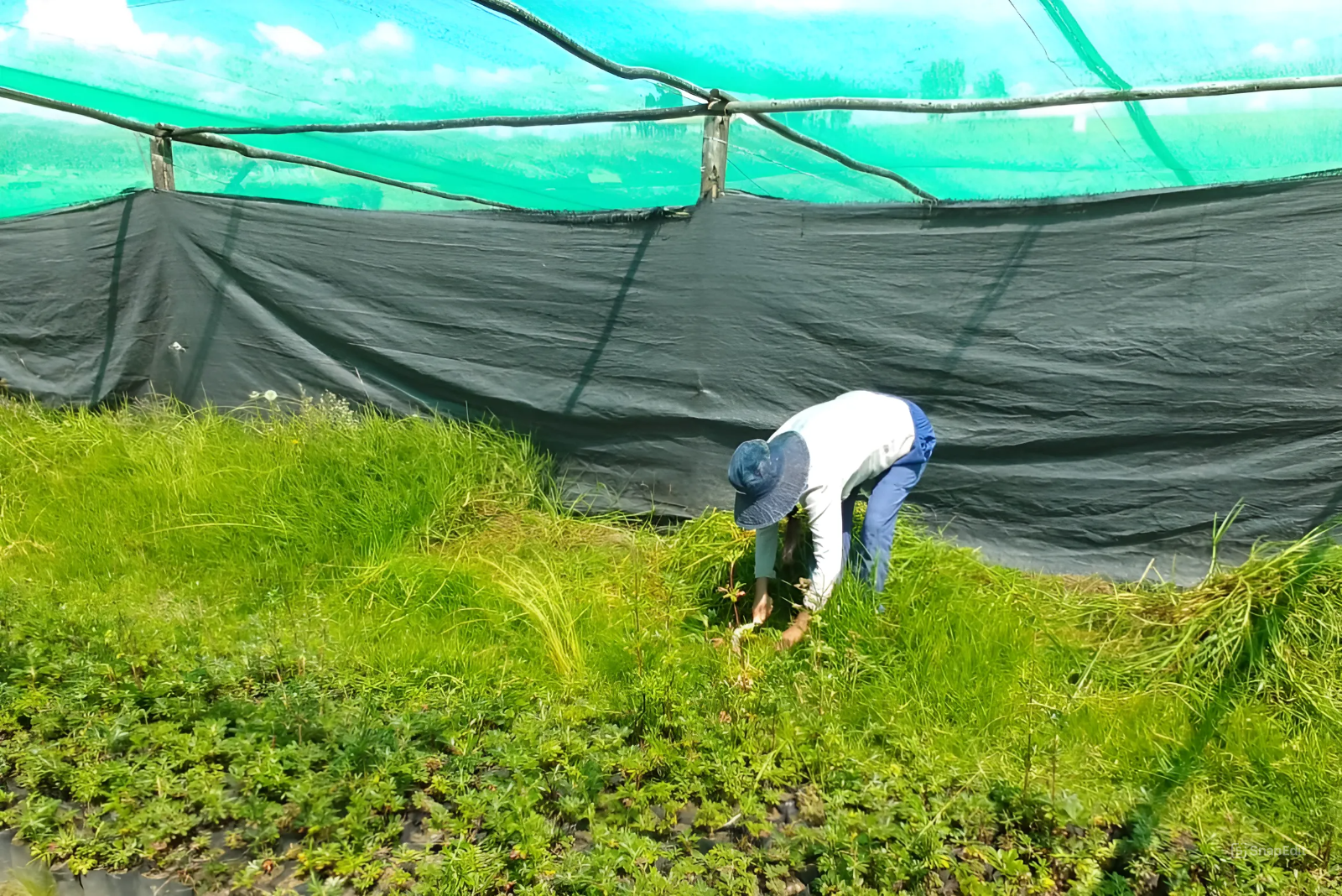 Inician acciones para la producción de 180 millares de plantones forestales