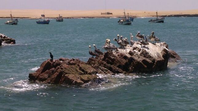 Comunicado: La Reserva Nacional de Paracas contra la pesca industrial