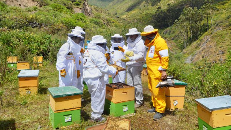 DRAA impulsa dos proyectos apícola en la zona norte y sur de Ayacucho