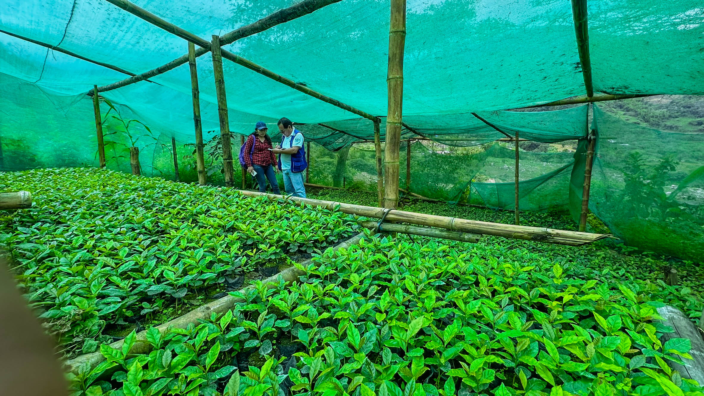Con S/170 millones, GORE Piura busca fortalecer competitividad y sostenibilidad a la agricultura familiar
