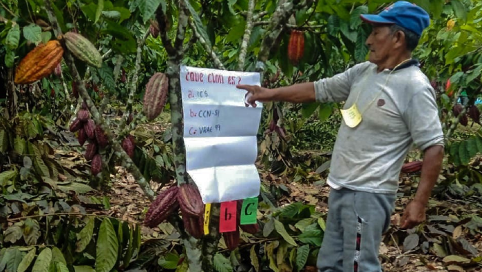 Familias participan de escuelas de campo para mejorar producción de cacao en Puno, Cusco y Madre de Dios