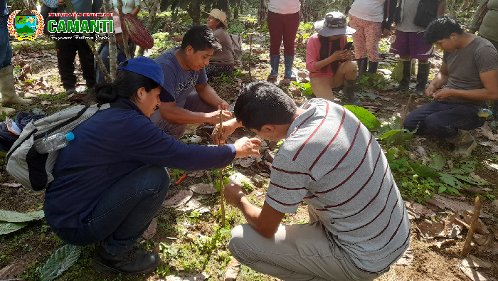 Éxito en el Taller de Injertos y Podas de Cacao en Camanti