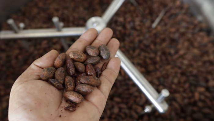 Ucayali: Cooperativas promovidas por Devida venderán 40 toneladas de cacao a empresa chocolatera