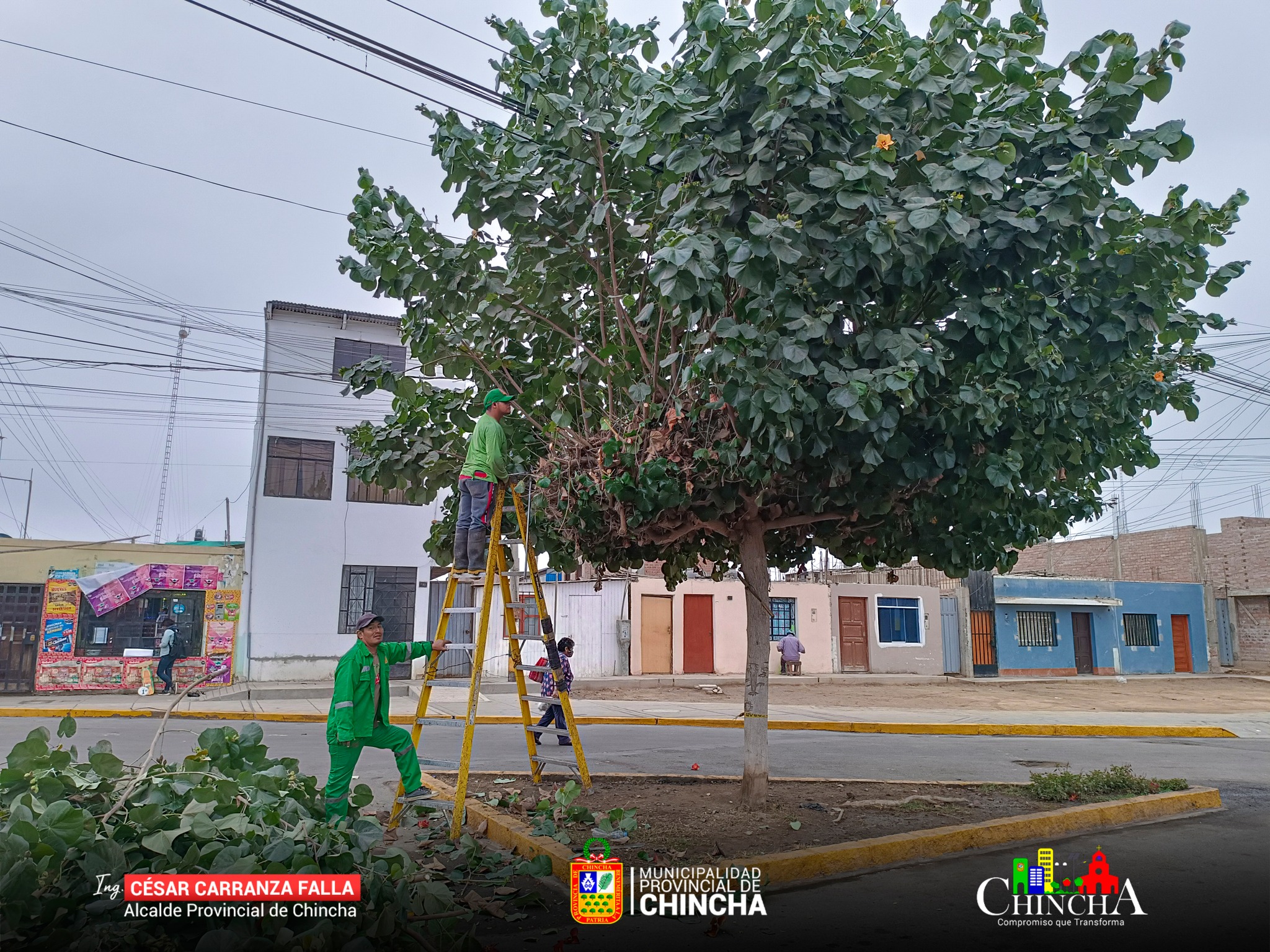🔰Nuestras áreas verdes lucen cada día más radiantes, gracias al equipo de parques y jardines, que día a día vienen realizando el mantenimiento correspondiente de nuestras áreas verdes en nuestra Ciudad.
En esta oportunidad se realizó el corte de ramas caídas que se encontraban en la Av. Santos Nagaro.
Las ramas que se podan en las áreas verdes, son llevado a la planta de valorización para realizar el compostaje, que sirve de abono para la tierra.
#MunicipalidadProvincialDeChincha
#CompromisoQueTransforma
📱¡Estamos en Tik Tok!, síguenos en: https://www.tiktok.com/@muniprovindechincha
