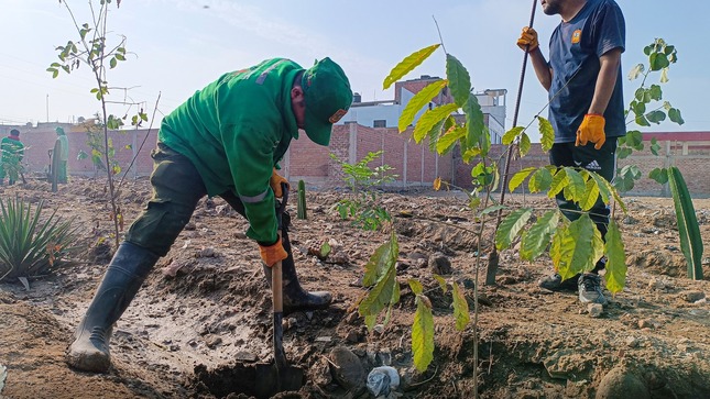 🔰El personal de áreas verdes de la Municipalidad Provincial de Chincha, siguen realizando en embellecimiento de nuestra Provincia.
Es por ello que se realizo el sembrado de plantas, en la Av. San luis, ubicado en la segunda entrada de San Agustin, con el objetivo de mejorar tanto el aspecto ambiental como de combatir el descargo inadecuado de desechos de construcción o desmontes.
📌Esta iniciativa no solo busca embellecer nuestro entorno, sino también educar a la población sobre la importancia de preservar nuestros medioambiente.