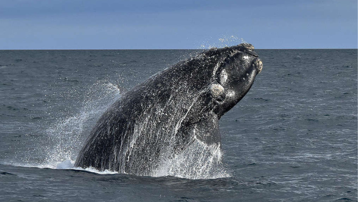 El Perú y Chile articulan esfuerzos para la protección de la ballena franca austral