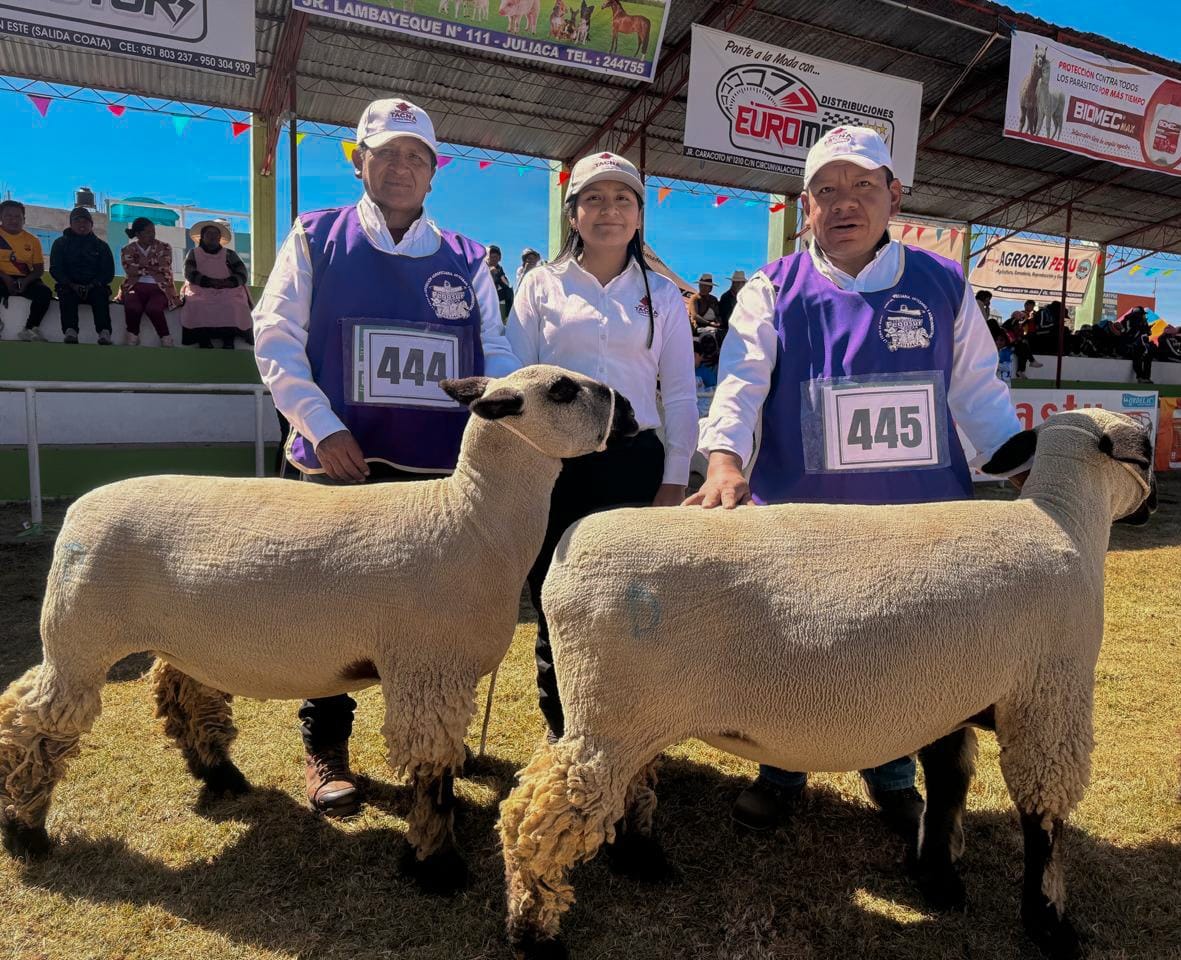 Criadores de ovino de Candarave y Tarata destacan en Feria Ganadera 