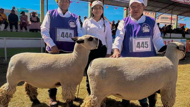 Criadores de ovino de Candarave y Tarata destacan en Feria Ganadera 