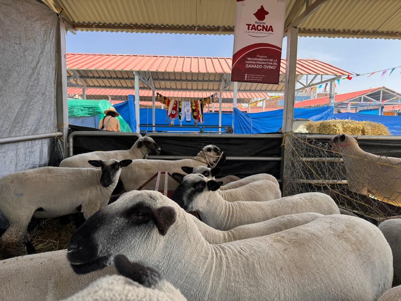 Criadores de ovino de Candarave y Tarata destacan en Feria Ganadera 