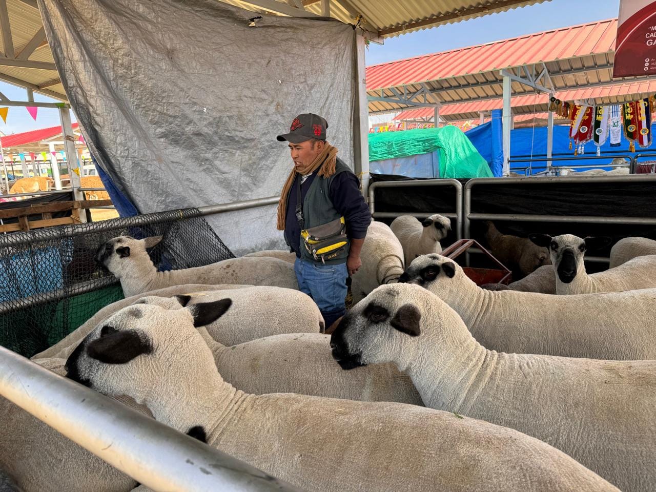 Criadores de ovino de Candarave y Tarata destacan en Feria Ganadera 