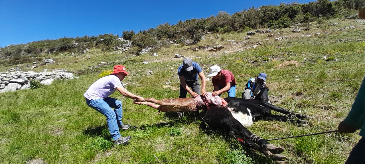 Atendiendo emergencias pecuarias
