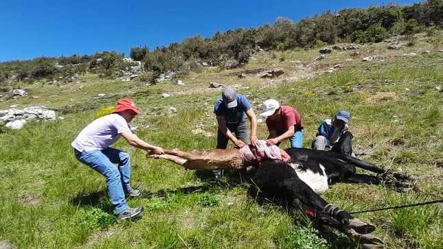 Atendiendo emergencias pecuarias 