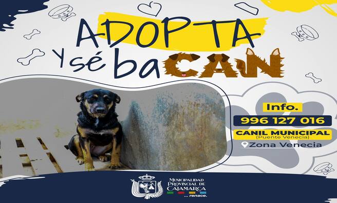 🐶Tú puedes darle una nueva esperanza de vida a estos animalitos de cuatro patas ❤️🩹 adoptar es la opción.
Tú eres más baCAN adoptando y dando felicidad 🤗