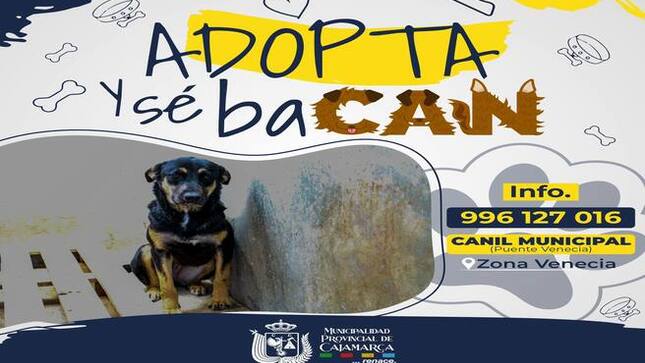 🐶Tú puedes darle una nueva esperanza de vida a estos animalitos de cuatro patas ❤️‍🩹 adoptar es la opción. 
Tú eres más baCAN adoptando y dando felicidad 🤗 