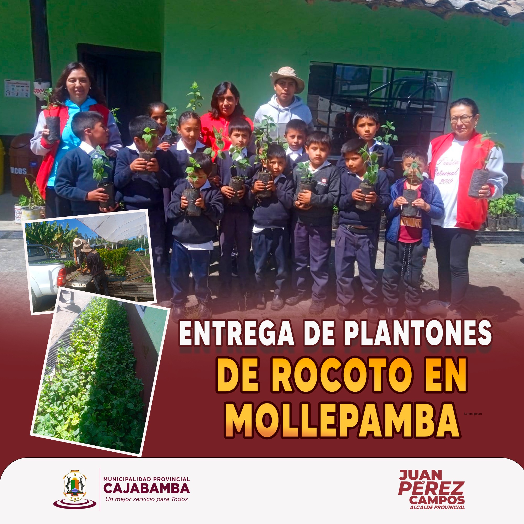 Entrega de plantones de rocoto en Mollepamba