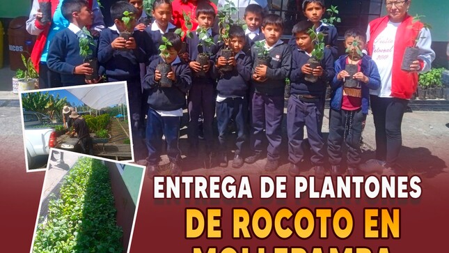 Entrega de plantones de rocoto en Mollepamba 